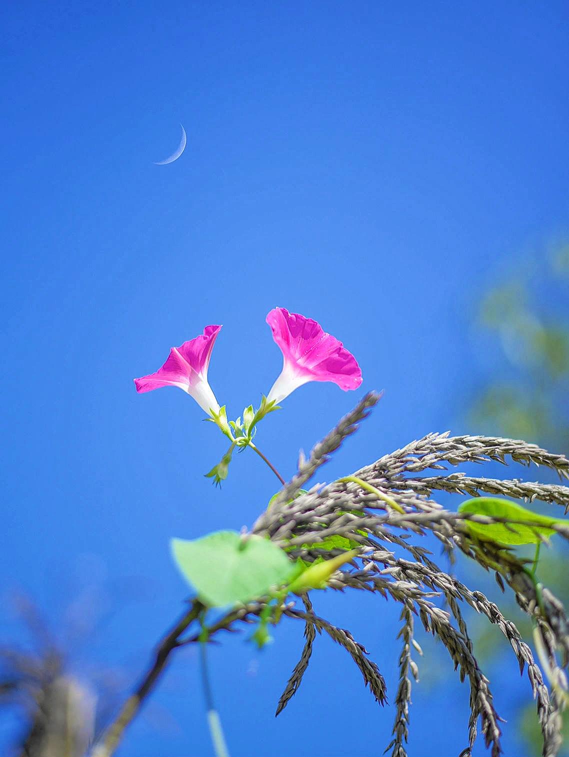 一组小花，调节心情。