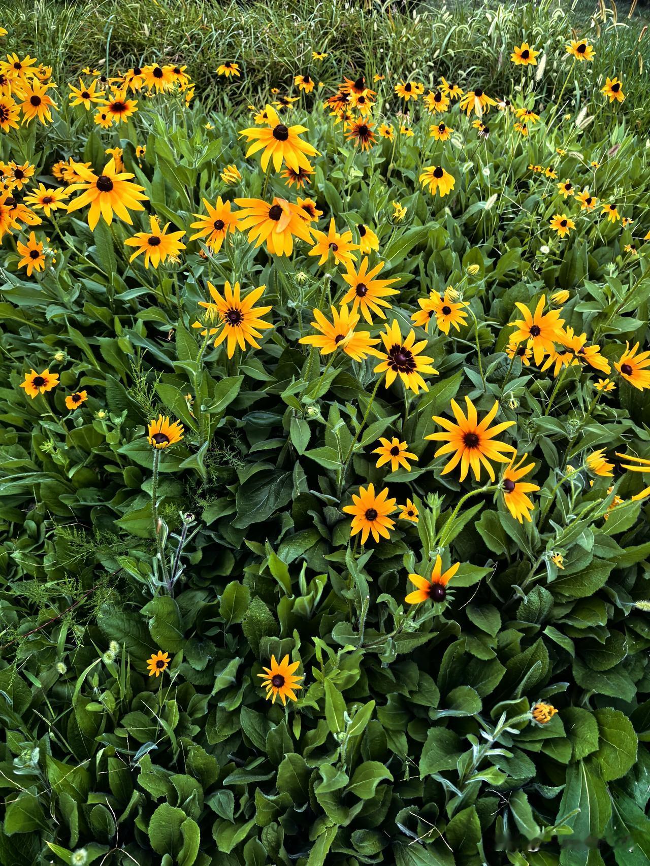 夏日生活打卡季成片金黄小花肆意盛放，在层层绿叶间热热闹闹地舒展。没有刻意雕琢，自
