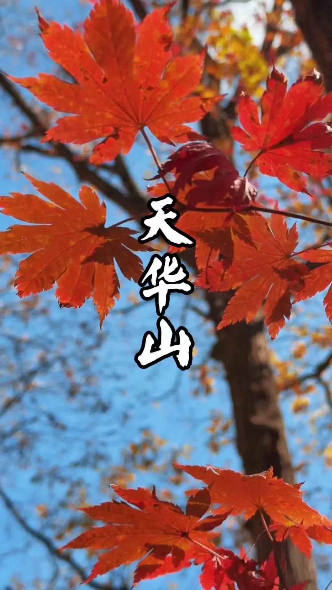 🍁天华山枫叶10号后进入最佳观赏期。这个秋天别错过天华山的绝美徒步赏...