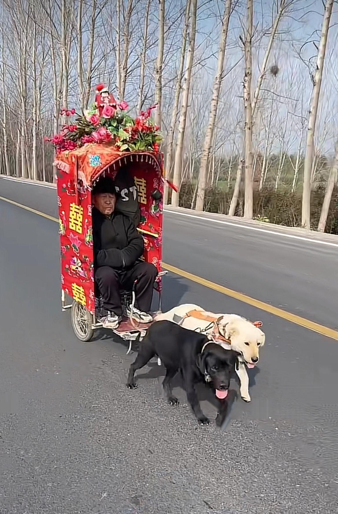 大爷用一条黑狗和一条白狗，来拉着自制的带有“喜”字的小车，自己再坐在里面，还好是