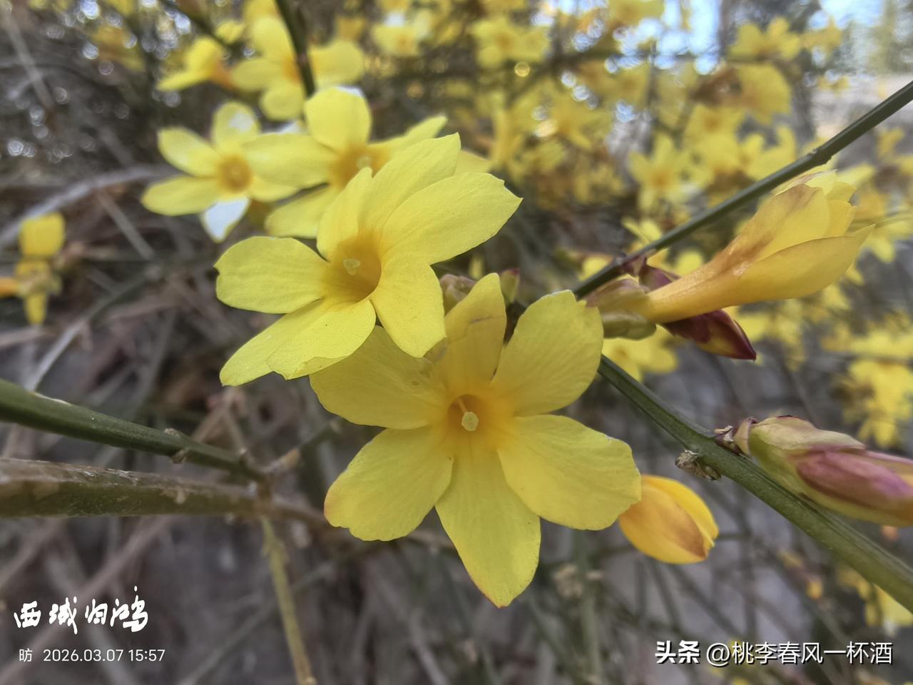 东营物华苑中景色美