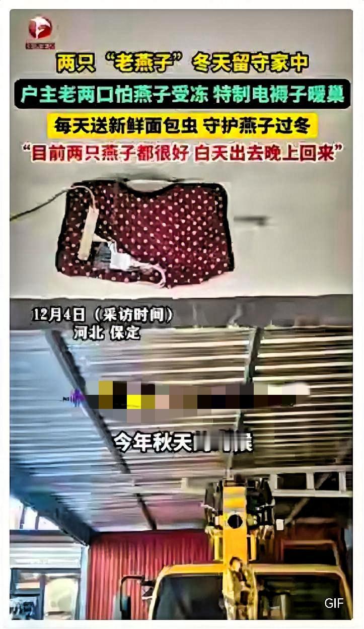 万物皆有灵！
保定燕子排队告别，老两口的暖举看哭网友！

河北保定两只老燕子因年