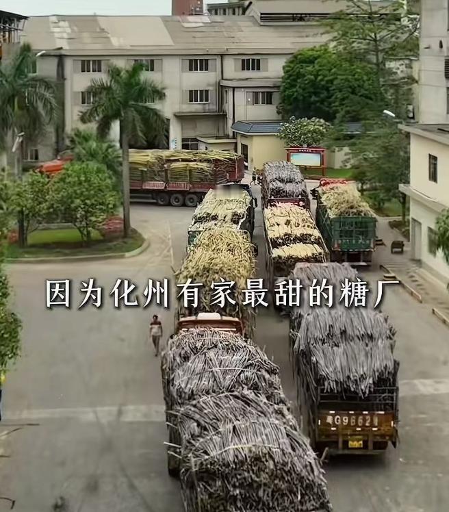 这就叫格局！广东一家糖厂，立了个新规矩，让全网轰动了！凡是拉甘蔗来厂的大货车，只