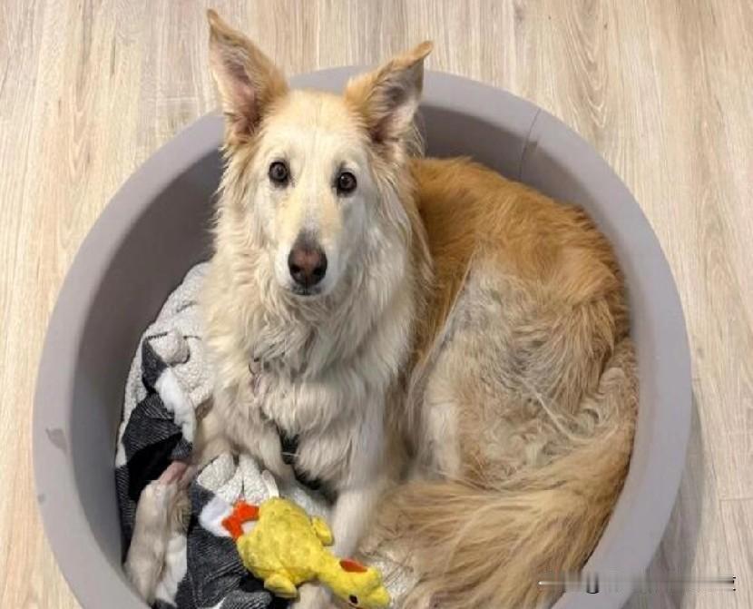 失踪狗身上的芯片使得救援人员使用无人机技术寻找在美国新泽西收费公路上逃跑的狗。