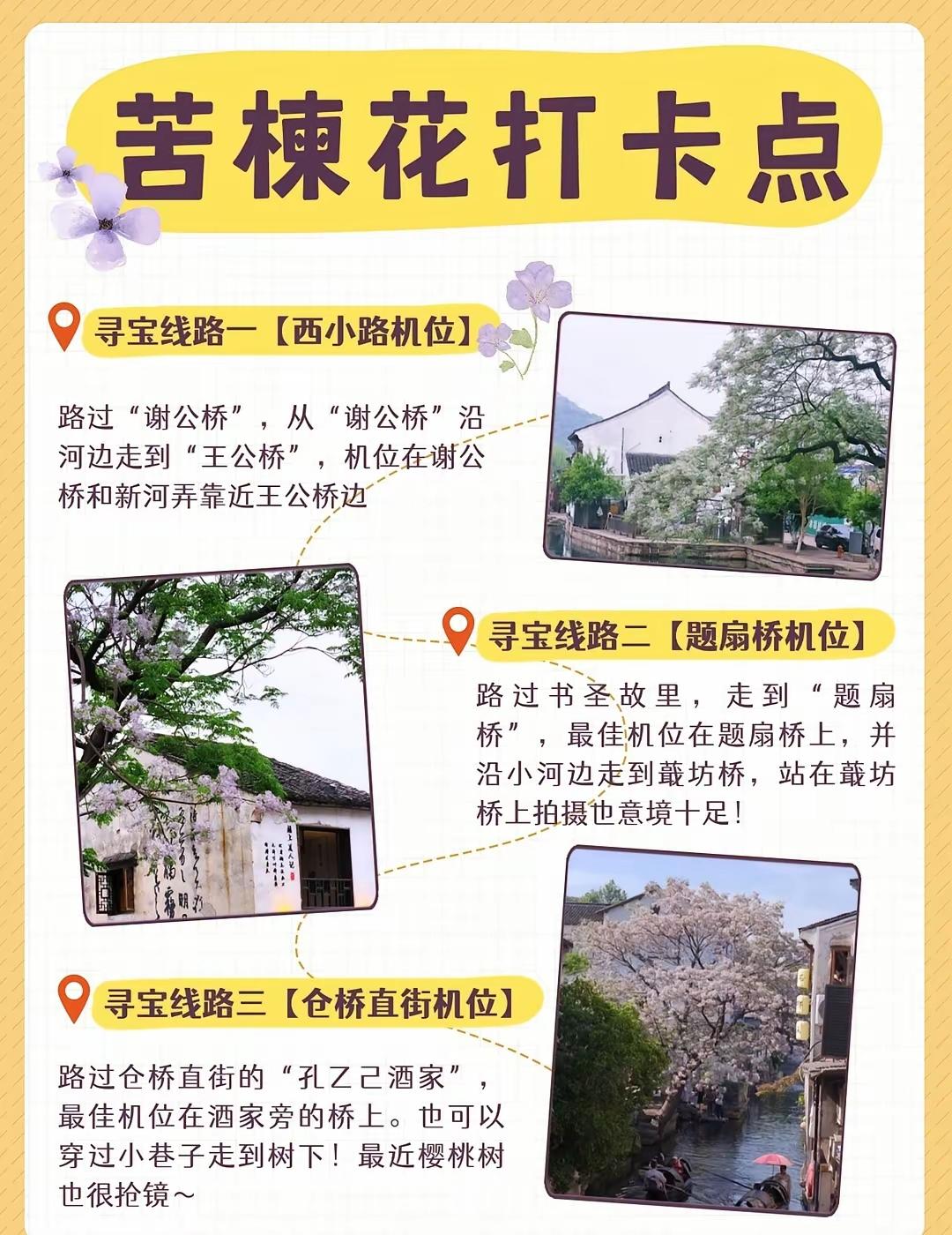 五一到了，得劳动起来。沿绍兴苦楝树打卡机位，再打卡一遍，仓桥直街2株，书圣故里1