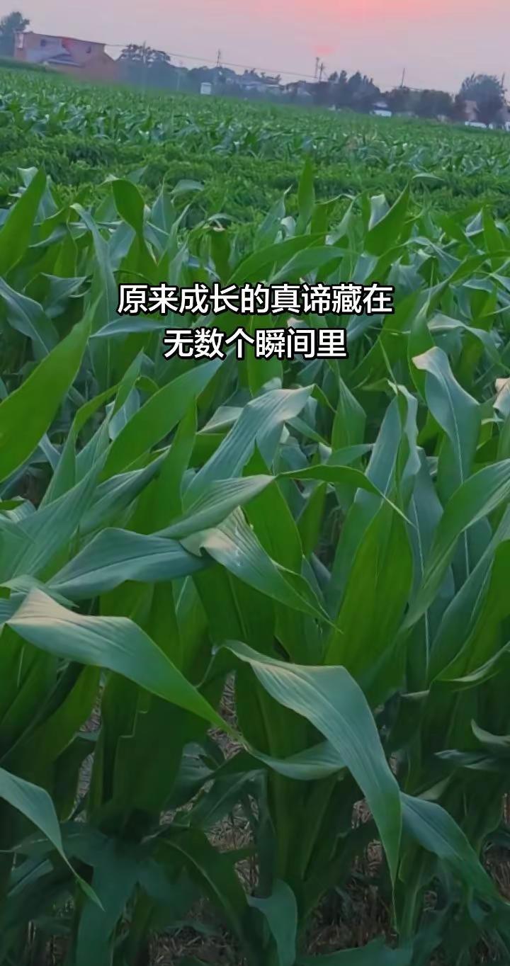 原来成长的真谛，藏在无数个瞬间里。经历过风风雨雨和世事沧桑，内心才慢慢变得平静以
