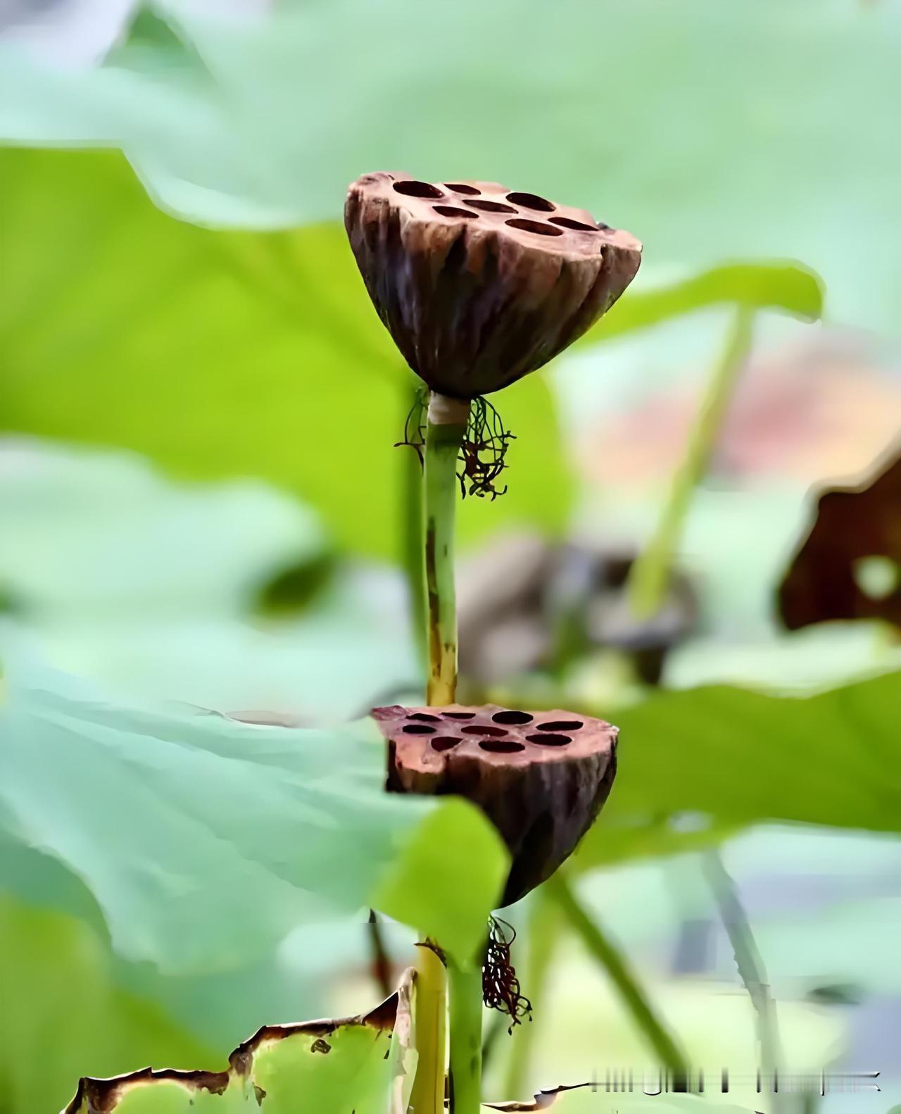 《衰荷》
——白居易（唐）
白露凋花花不残，
凉风吹叶叶初乾。
无人解爱萧条境，