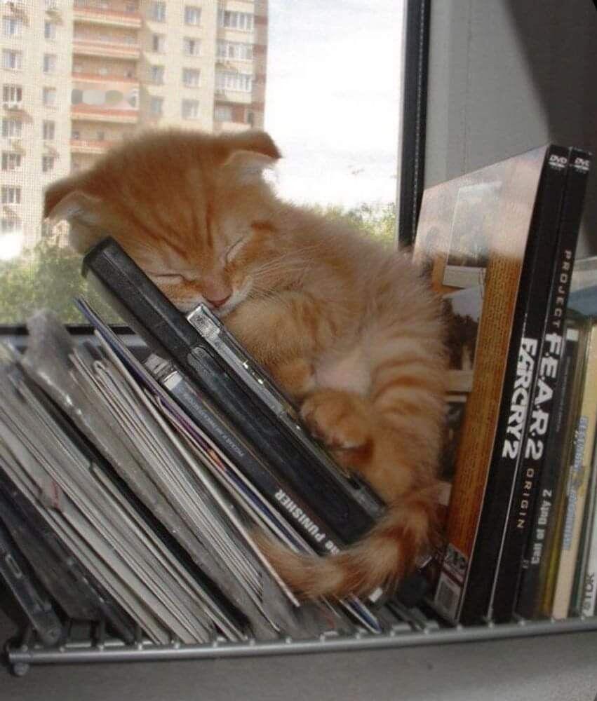 在知识的海洋里睡大觉的猫猫 ​​​
