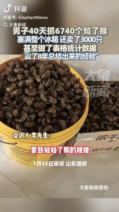 “真有做生意头脑！”山东潍坊，一男子40天抓了6740个知了猴，塞满整个冰箱，还