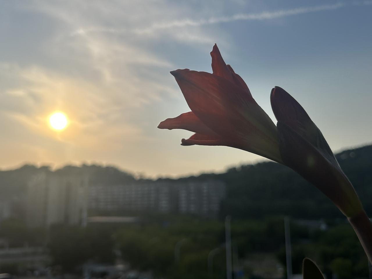 朱顶红的昨日和今夕雅致朱顶红 双月朱顶红 凯瑟琳朱顶红