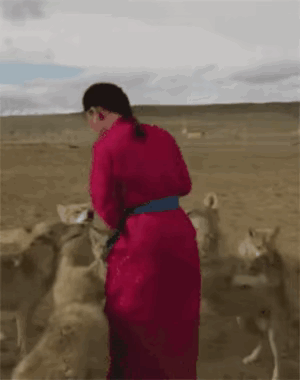 图一：果然还是存在血脉压制，那些狼群怎么变得这么乖了啊？
图二：小姐姐的表情，是