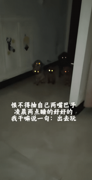 它们六个:君子一言，驷马难追。做人要诚信，说话要算数。
都听得懂，说出去玩，它们