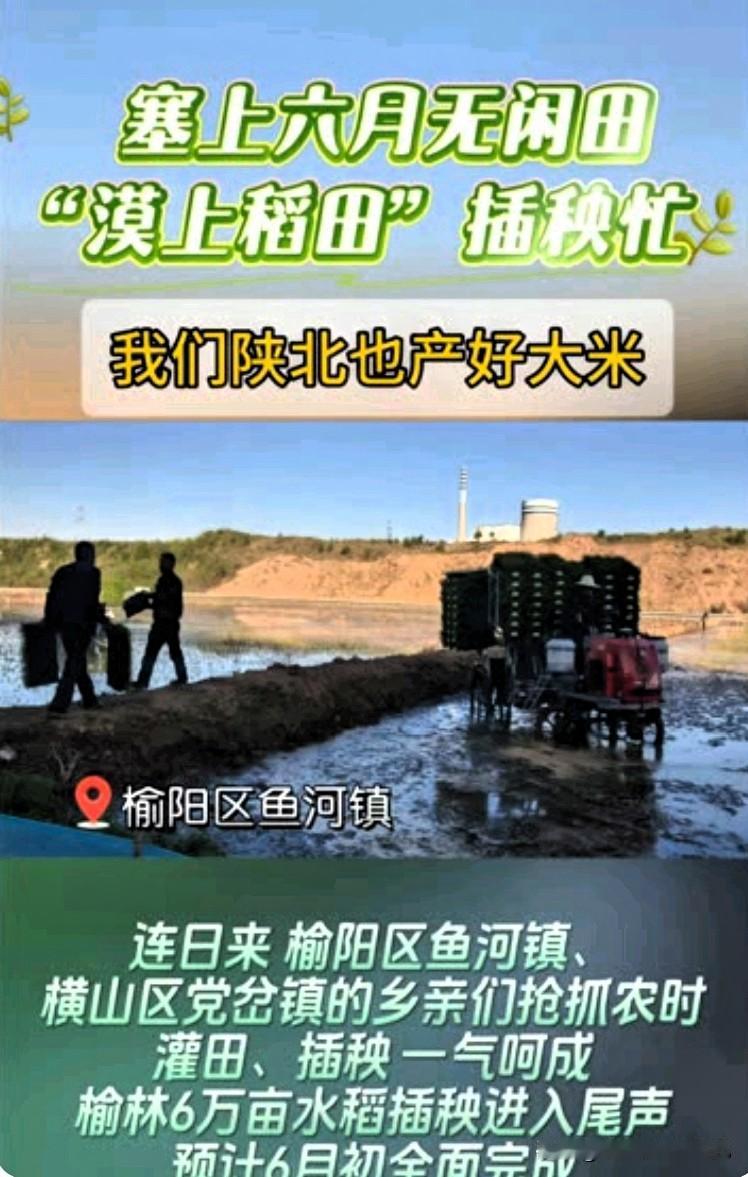 太牛了！谁说陕北只产杂粮？榆林沙漠边上种出大米🔥
 
家人们！真的被大榆林惊艳