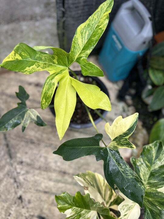 好看的