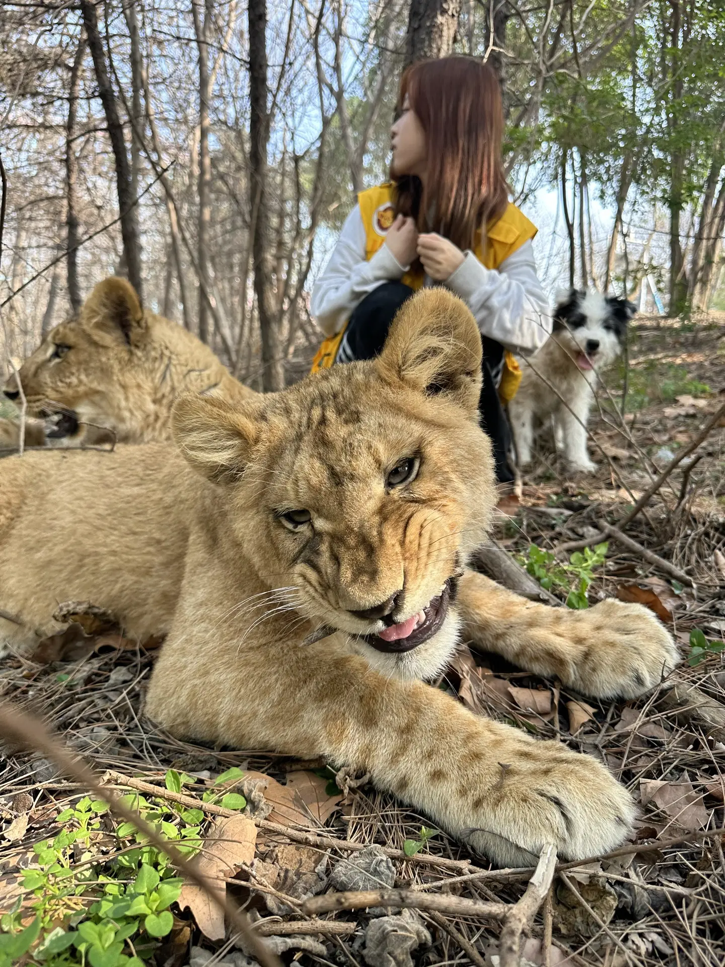 和小狮子方方圆圆🦁的一天～
