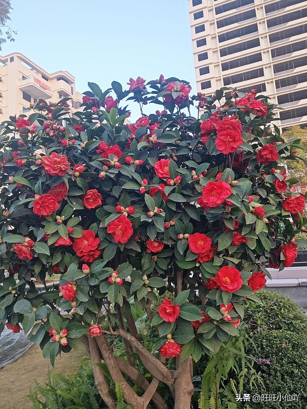 有没有漂亮的花朵图片吗