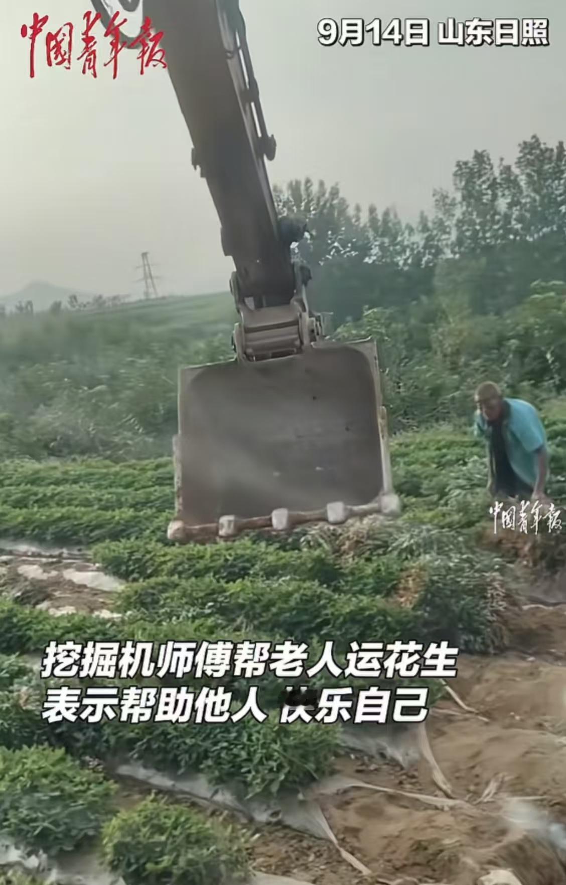 “这个挖掘机师傅火到中国青年报！”山东日照，挖掘机师傅看到老人在田里运花生很辛苦