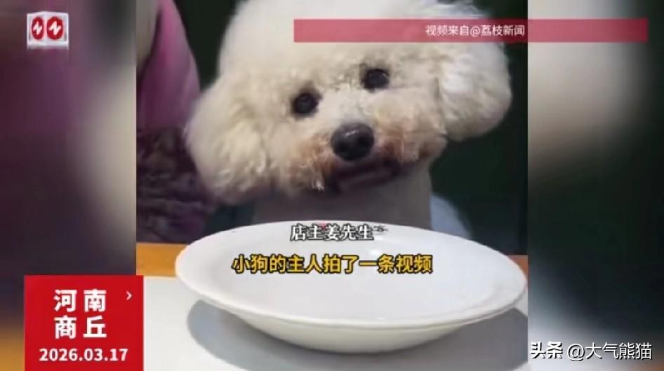 河南商丘一顾客带狗进店就餐后续，
3月17日，一名顾客带着自己的宠物狗在饭店里就