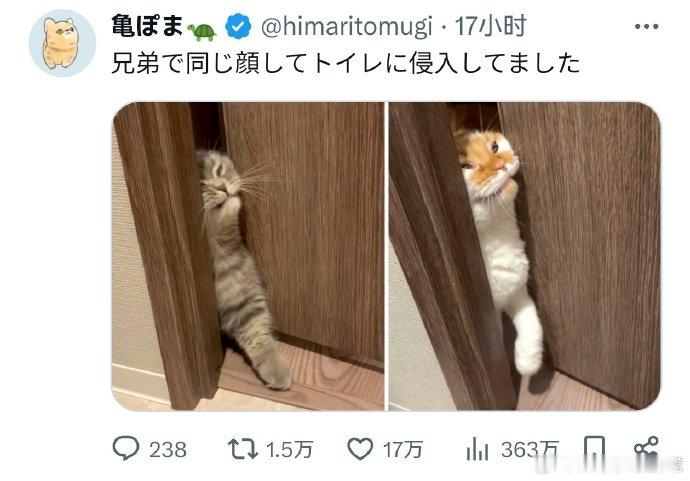 铲屎官在上洗手间，兄弟两用同样的表情入侵进来[喵喵][喵喵]#有了小猫加持的健身