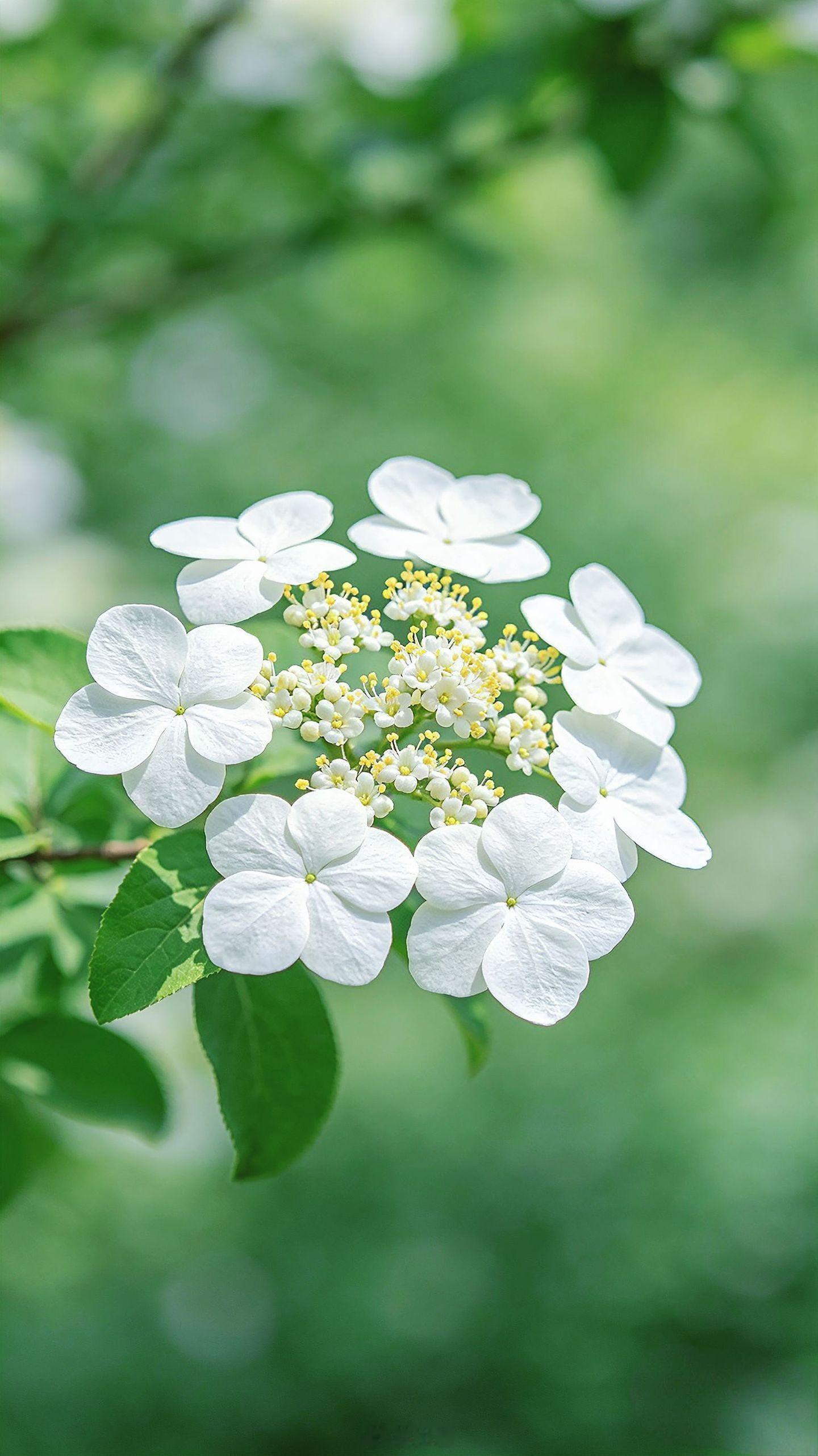小菌 早朋友们 扬州琼花，聚八仙之姿，隋帝求而不得，欧阳修赞其无双，易地不活，清