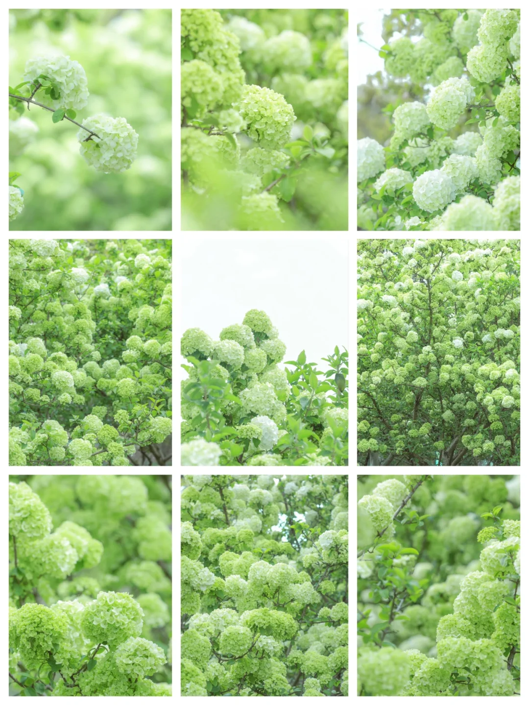 苏州打卡｜春天的木绣球已经为你而盛开~