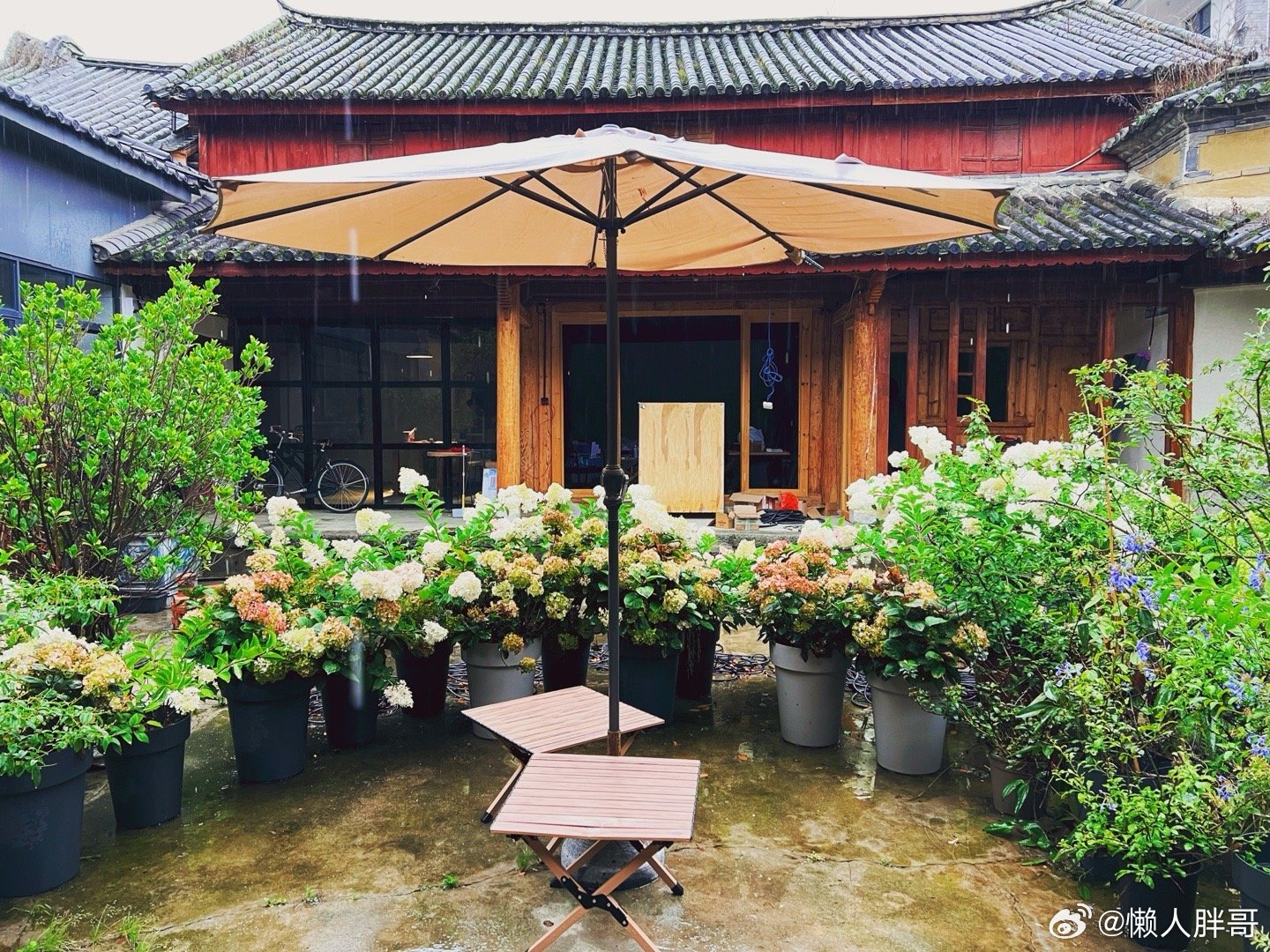 此时此刻吃货 20260702。周四。五月十八。歇会绣球盛开的老院里喝今天第一杯