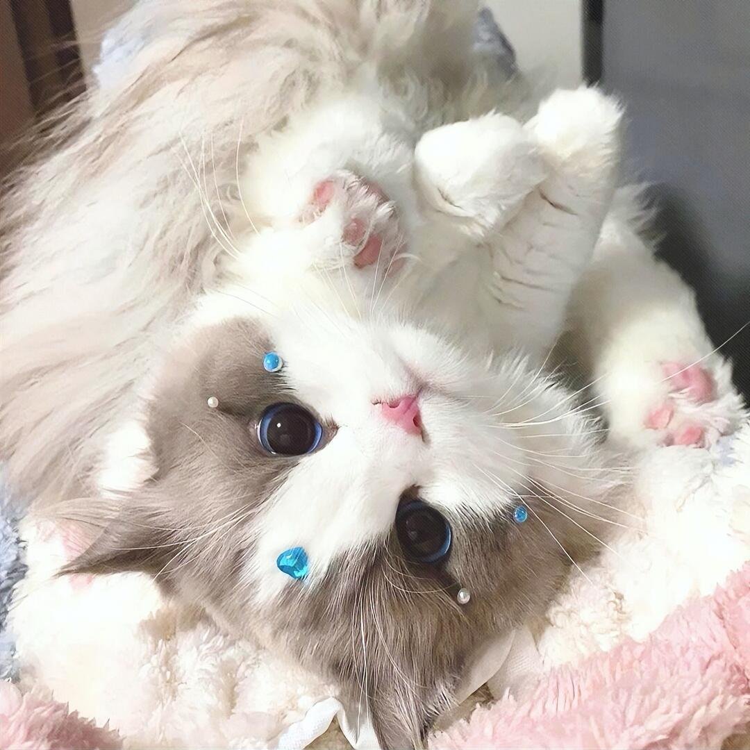 WeChat头像｜可爱猫猫头 ｜软萌女头推荐可爱的猫猫头来啦~ 