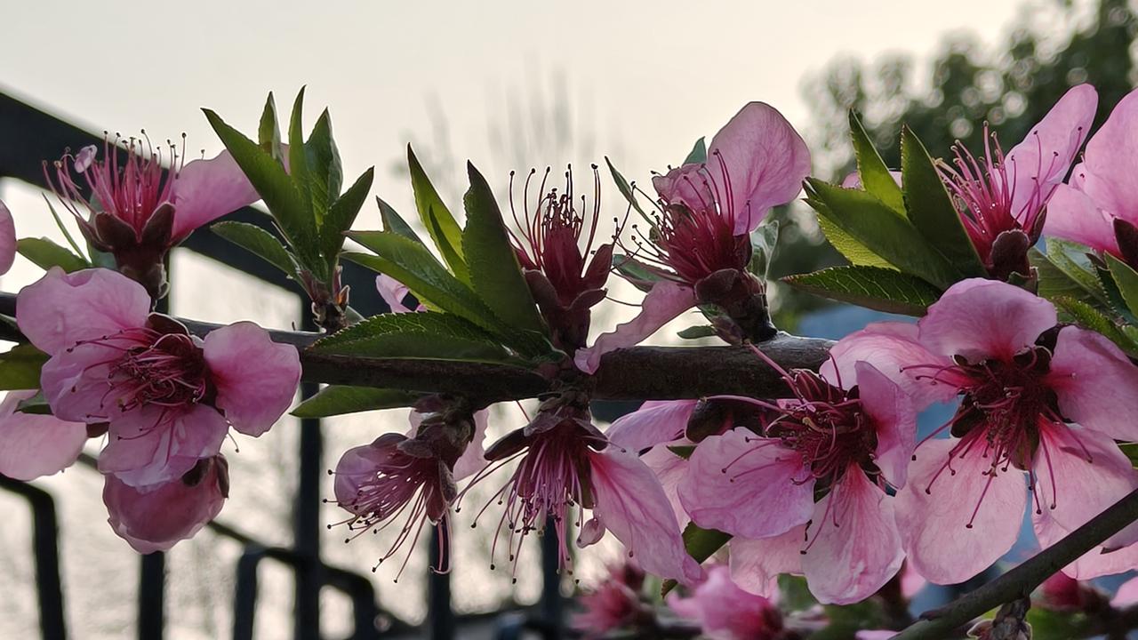 今年春天最想实现的心愿坐在公园晒太阳，闻花香，听鸟鸣。