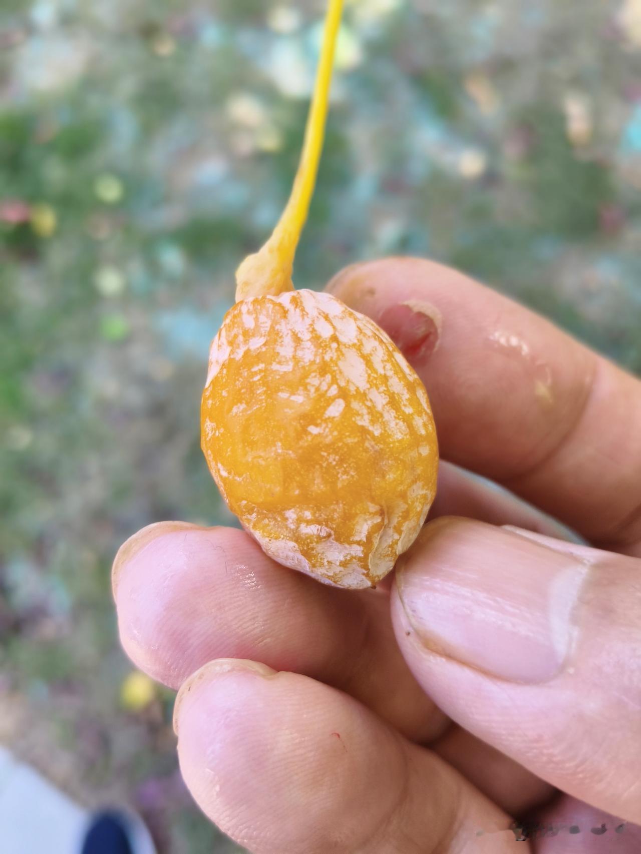 这是什么树的果实？软软糯糯，外面有一层白膜，里面是个大核，如果没有上面的把儿，我