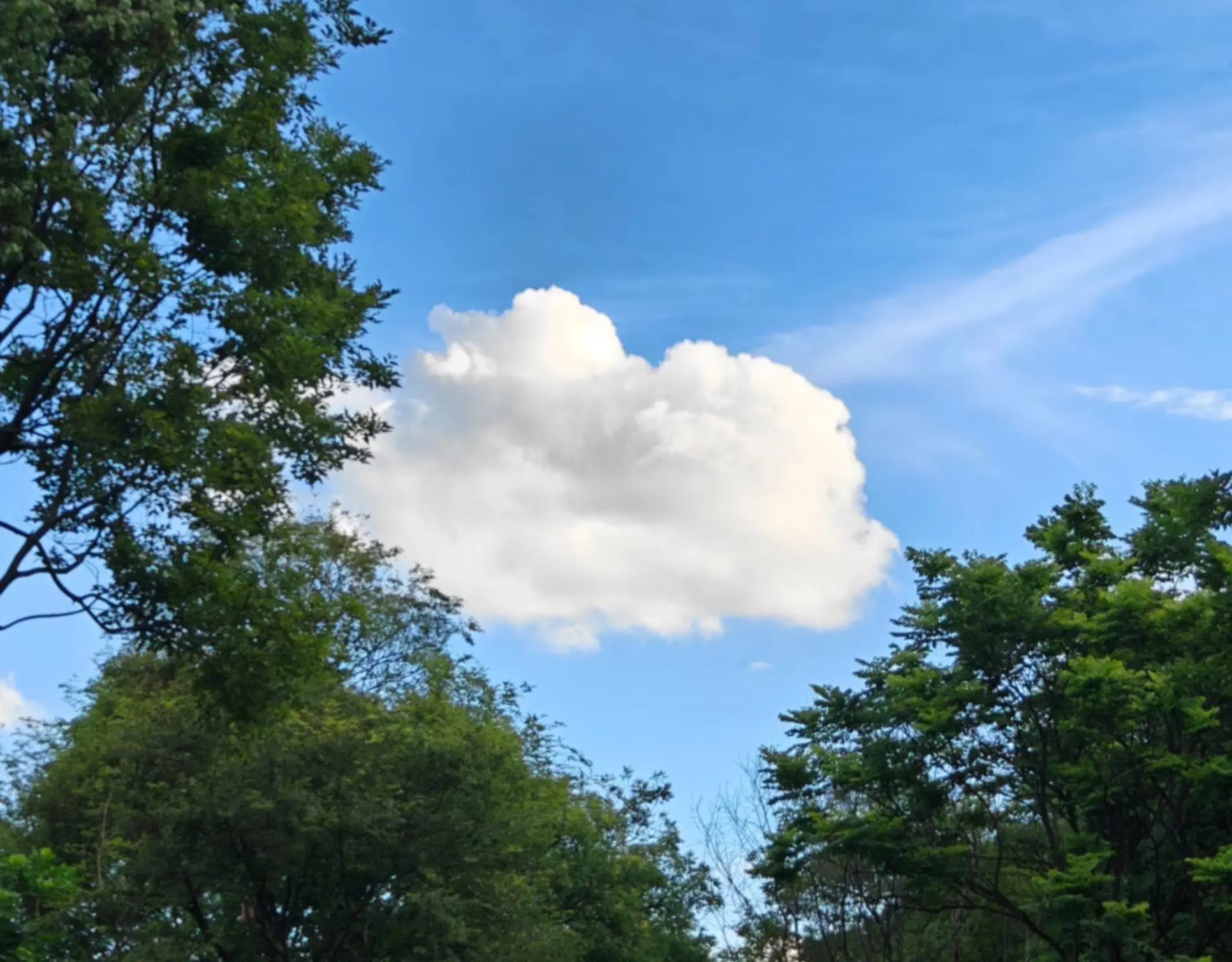 森林与云朵的邂逅 天空氧吧 治愈系蓝天白云绿树 大自然听云 治愈的蓝天白云