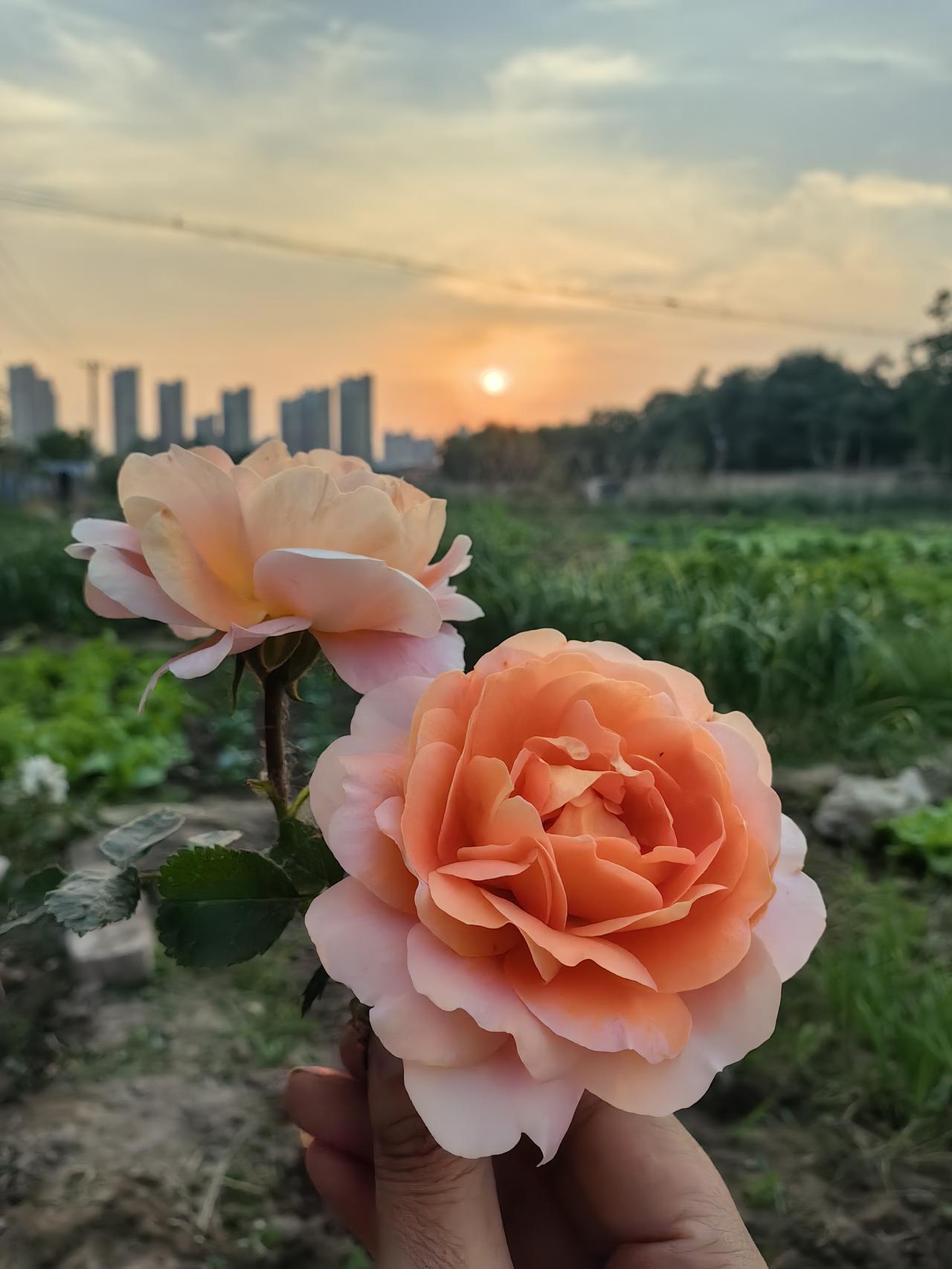 租地种菜，同时种了月季。昨天采摘，夕阳中它很美。