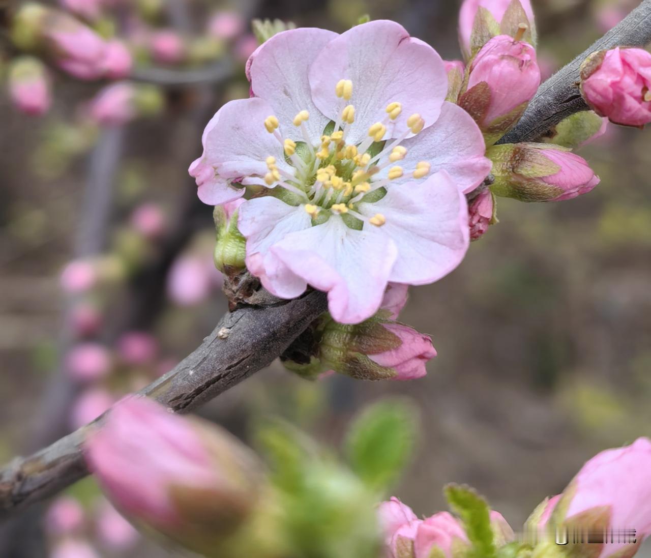 桃花照眼 依然旧风味
微风拂面 竟然新春到