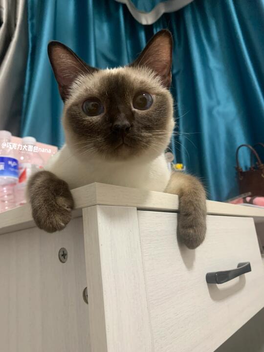 小猫就这样看着你