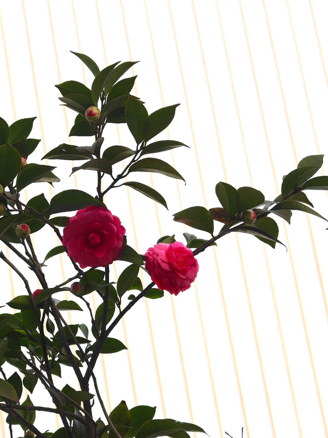 早呀，又是努力搬砖的一天每天早起打卡