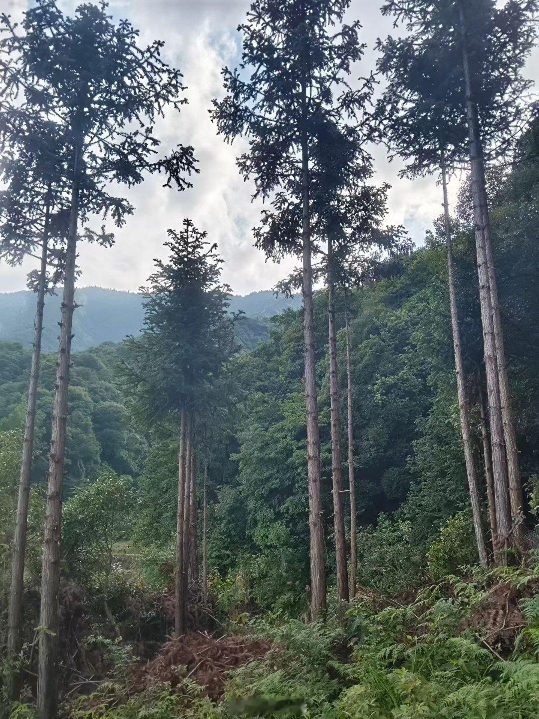 上饶婺源 清晨在江岭我吸了口仙气那是勤劳给我的犒赏比红牛还要来事比美式咖啡还要入