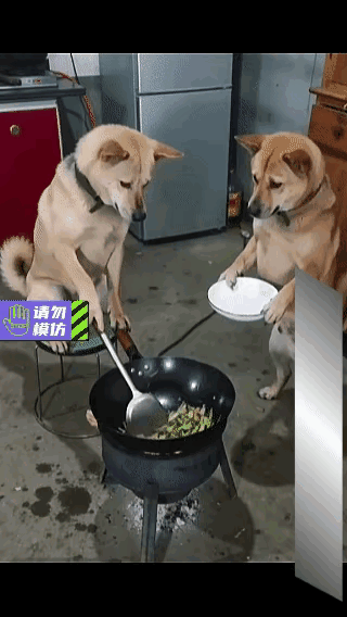 今天刷到一个好笑的视频：狗子在学炒菜，被同伴嘲笑，
直接一锅铲敲上去，
差点没把