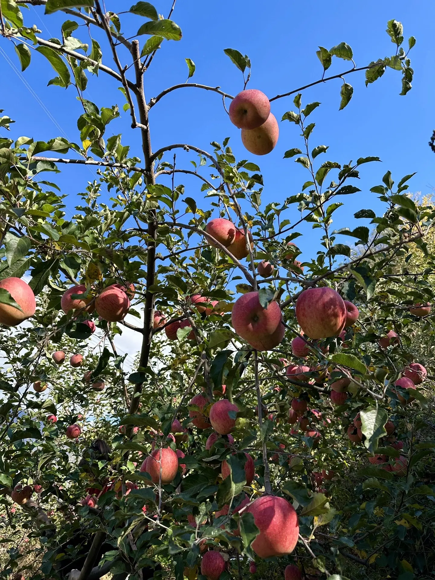 一起摘苹果呀🍎🍎🍎