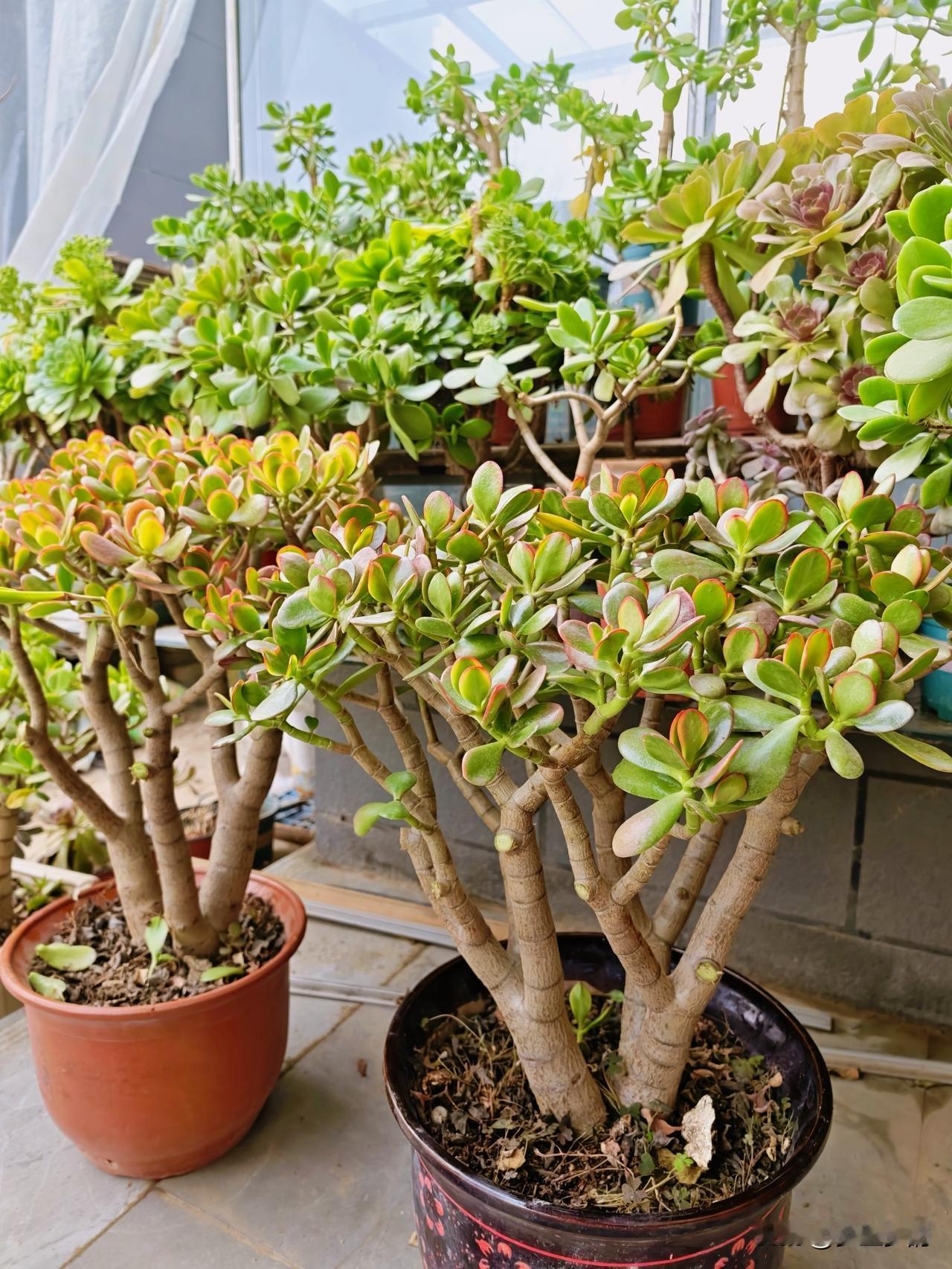 晒晒你养的多肉我也想臭显摆一下，毕竟自己喜欢，于是就有了满园的玉树，以及其它的多