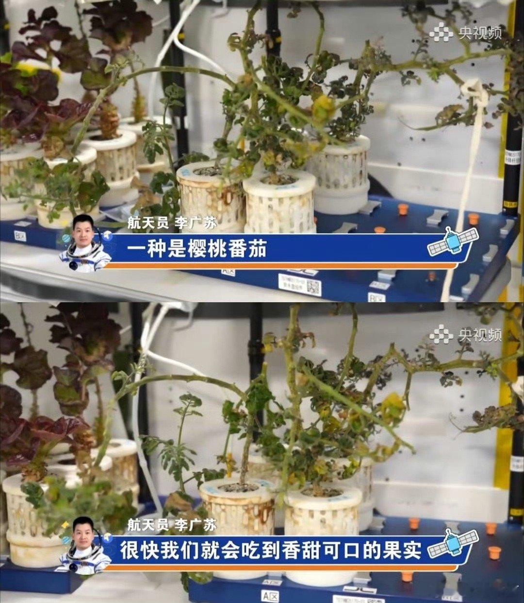 #航天员在太空菜园种樱桃番茄#好想尝尝太空菜什么味道。[馋嘴] ​​​
