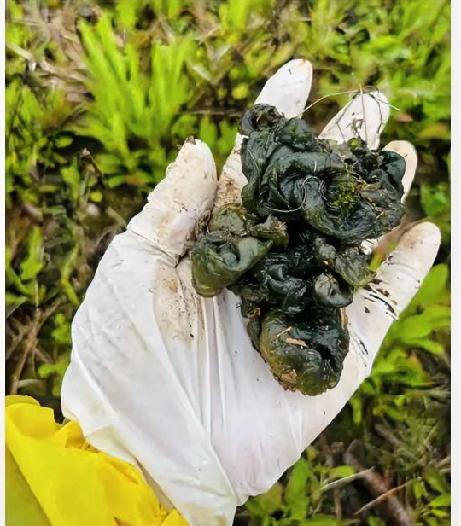 春雨过后，山野珍品地皮菇
 
一场春雨过后，田间地头长满鲜嫩的地皮菇，也叫地木耳