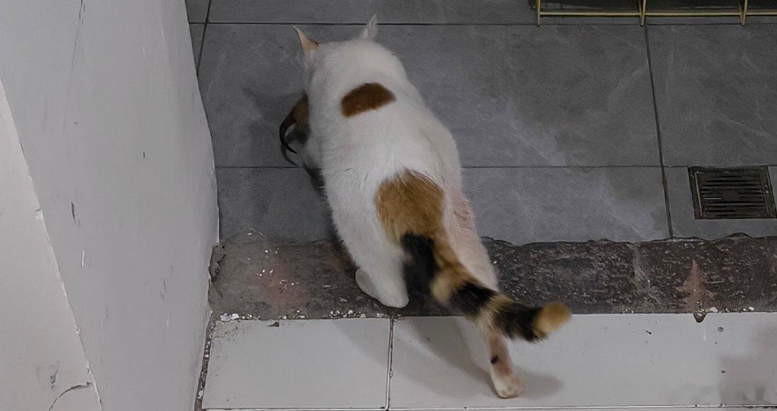 放只猫 