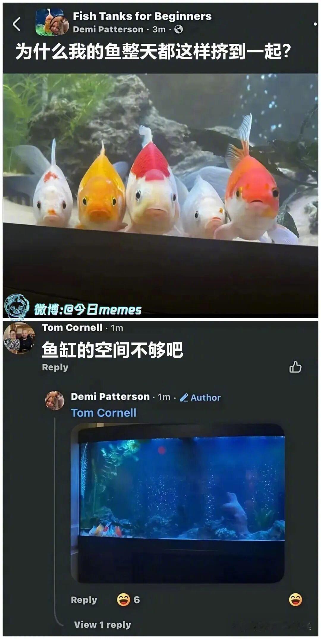 它们搁这曲曲你呢