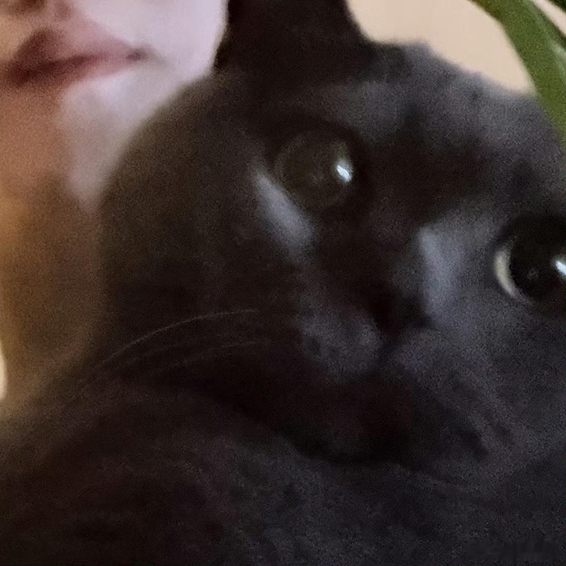 这里有两只大眼萌🐱 