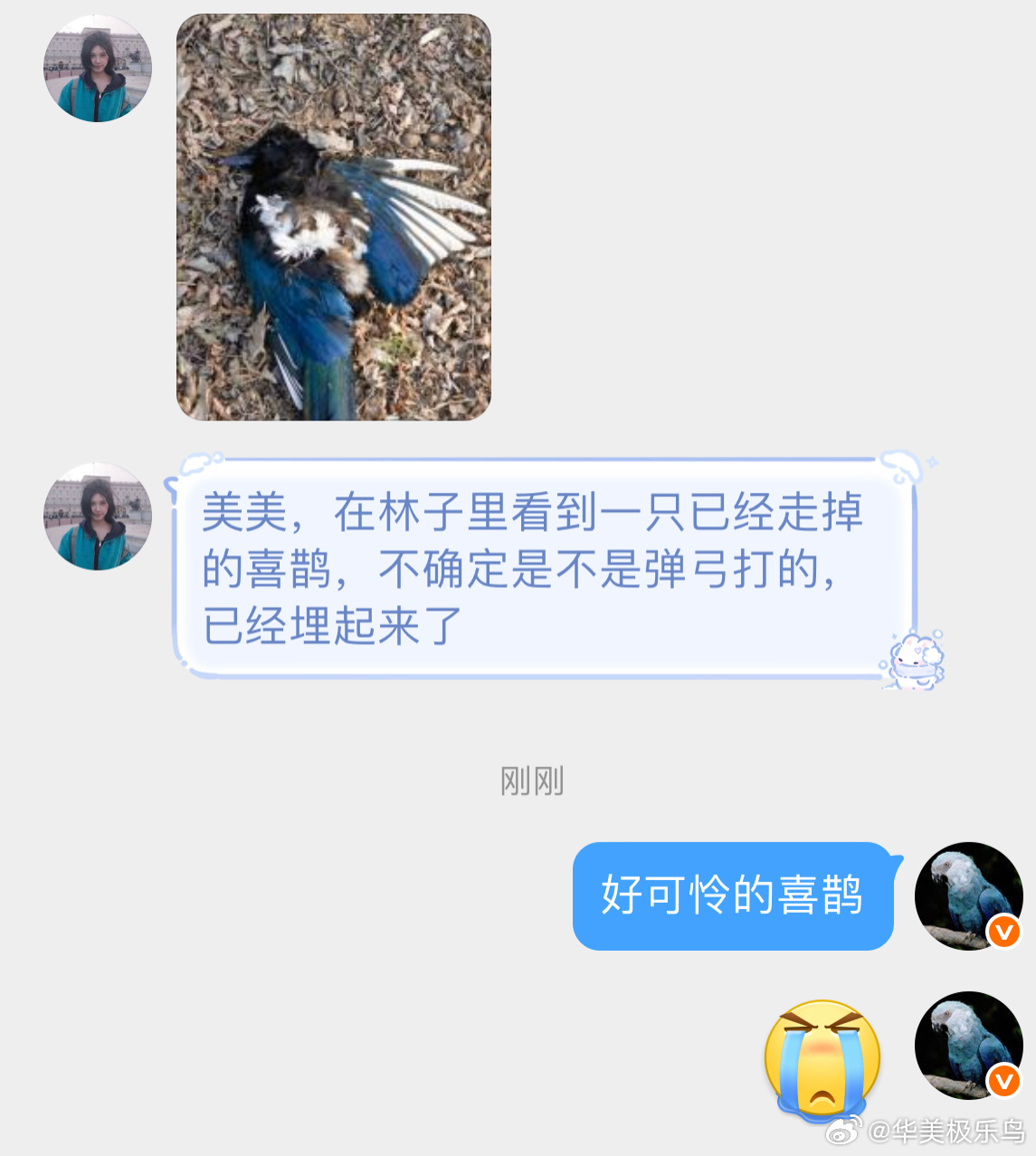 鸟粉投稿 陨落的喜鹊来世再飞 