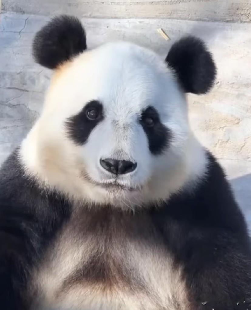 美欣是不是和飞云有点像？若非看见美欣胸口上标志性的黑色飘带，我都差点以为是飞云了