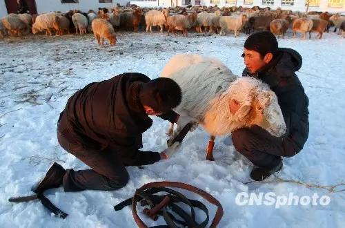 阿勒泰撞羊记：一场意外撞出人性里的暖光
 
10月23日，新疆阿勒泰的乡村公路上