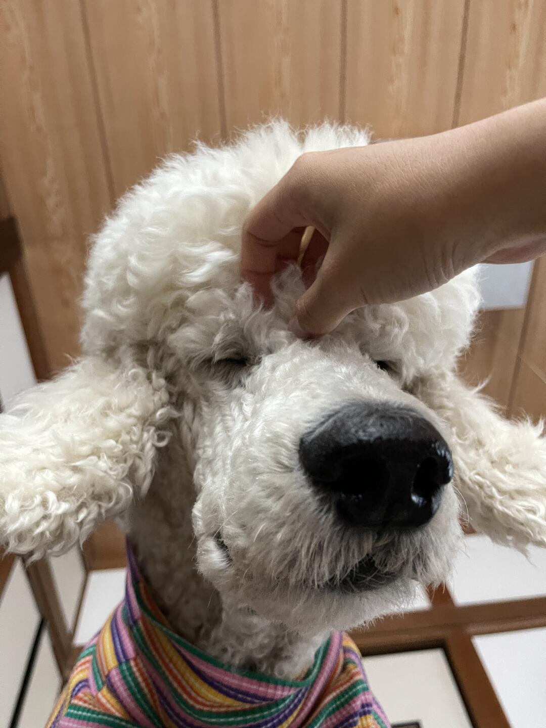 脑壳痒痒的