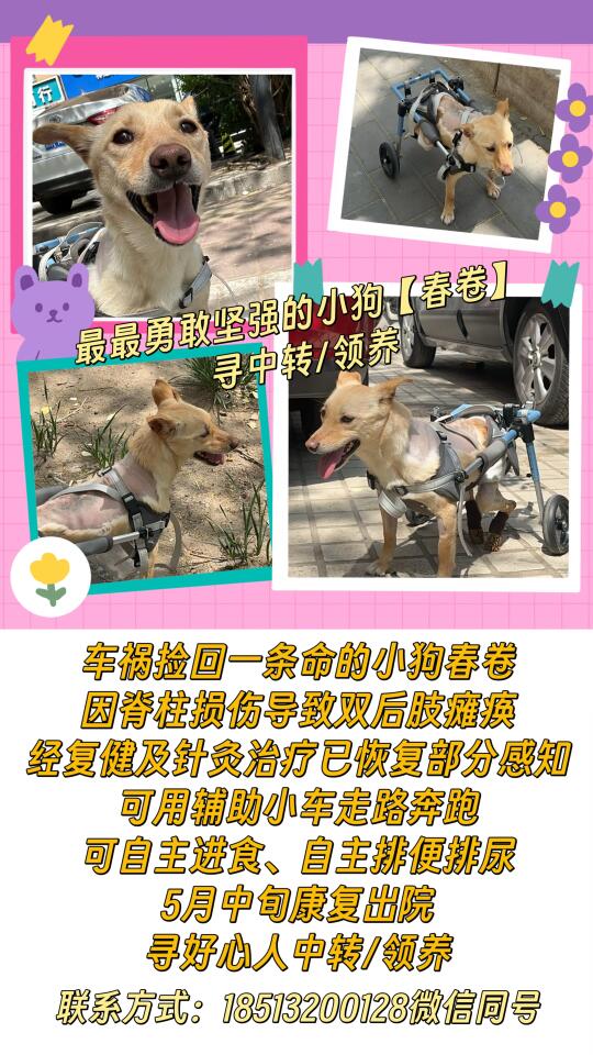 虽然很“倒霉”，但又很幸运的小狗春卷已经恢复得不错啦！目前在积极寻找中...