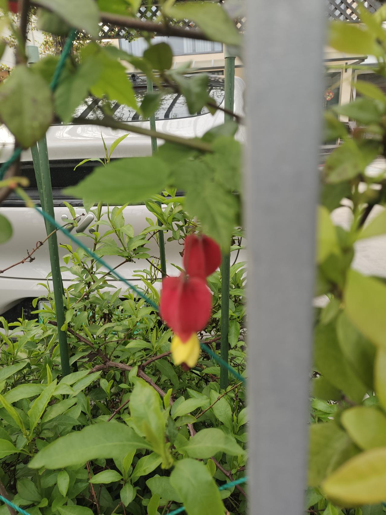 小区隔壁
下午去超市买东西，刚出门便瞧见这种花，宛如人工制作的红灯笼。仔细端详，