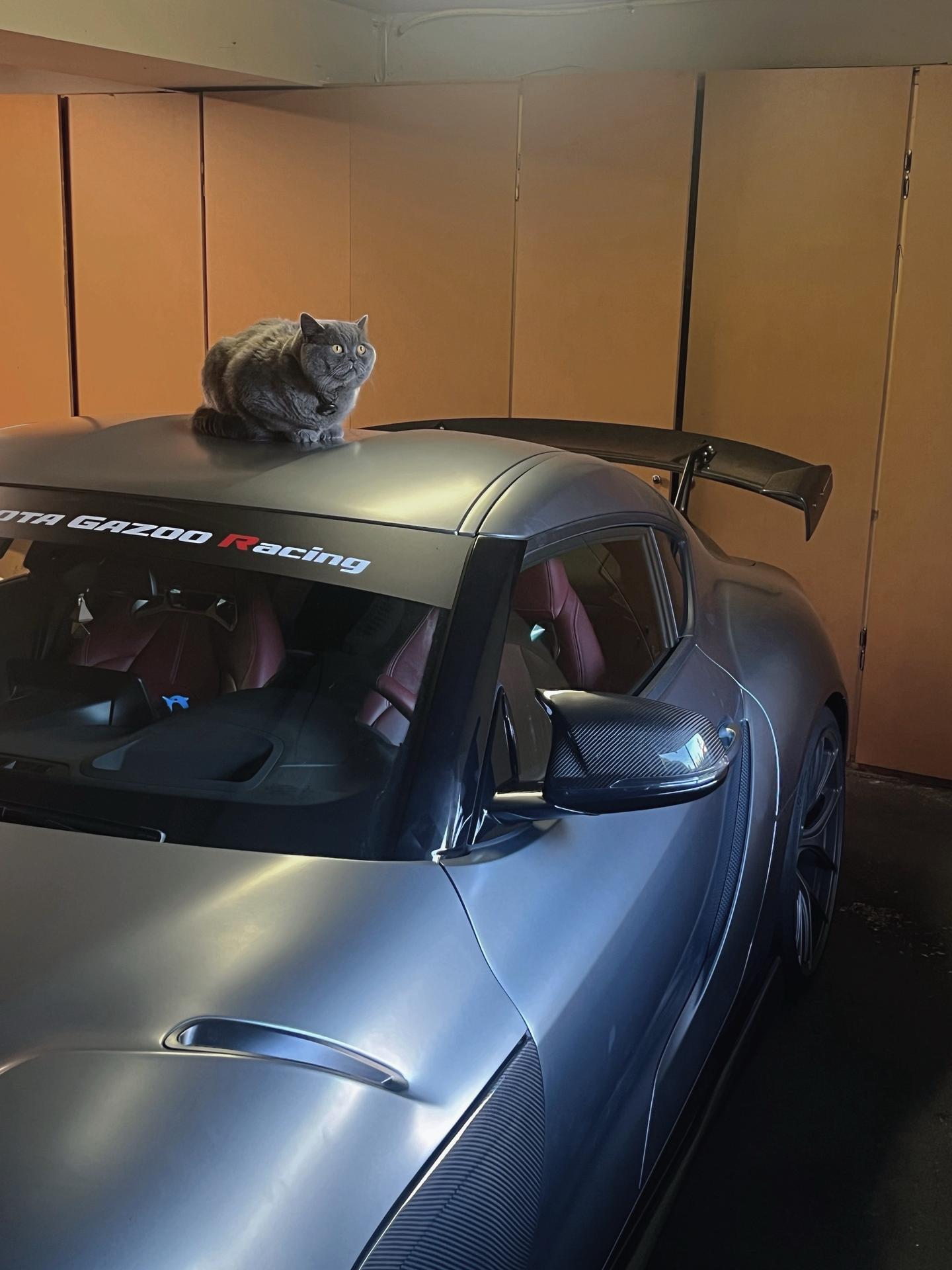 今天开Supra的猫猫是